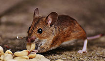 24 Hour & Emergency Exterminators in Turbeville, SC